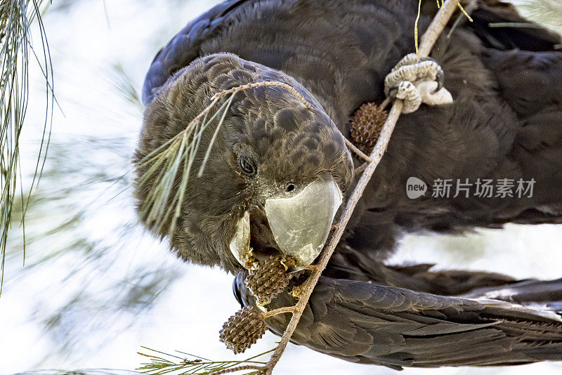 光泽的黑鹦鹉，"纳利普托林丘斯拉塔米